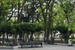 Alameda Hidalgo